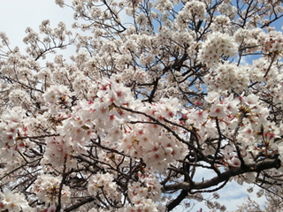 車いす体験路地での桜。まだきれいに咲いていました。